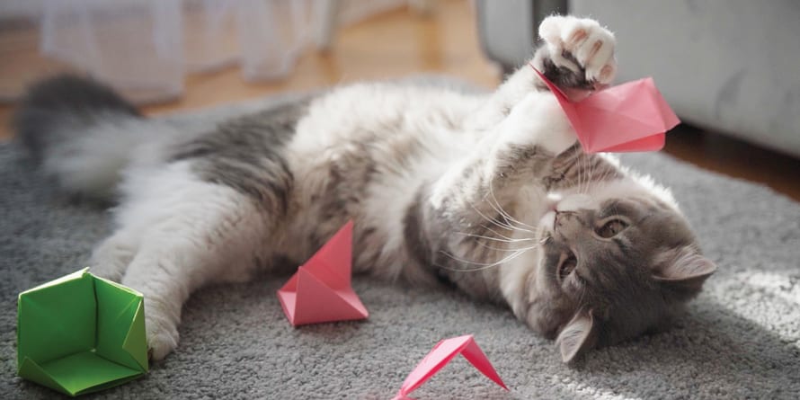 Mystery triangle 2024 cat toy